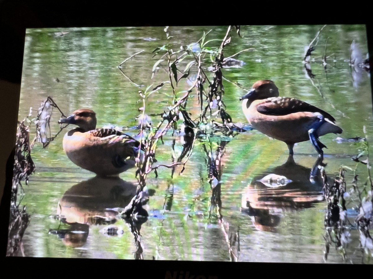 Fulvous Whistling-Duck - ML477116761