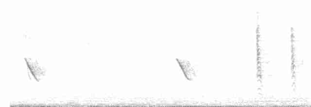Смолярик білокрилий - ML477122881