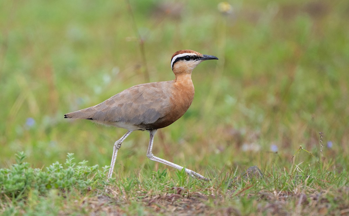 Indian Courser - ML477128471
