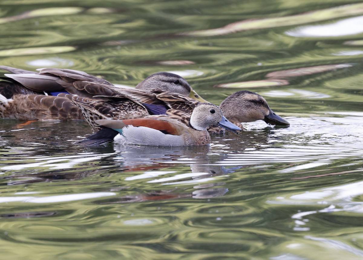 eBird Checklist 18 Aug 2022 University of Alabama HuntsvilleDuck Pond 6 species