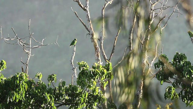 Yellow-fronted Parrot - ML477136