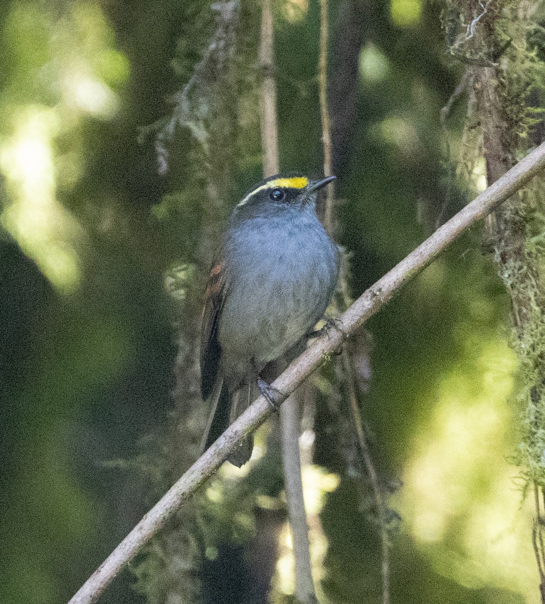 Golden-browed Chat-Tyrant - ML477138521