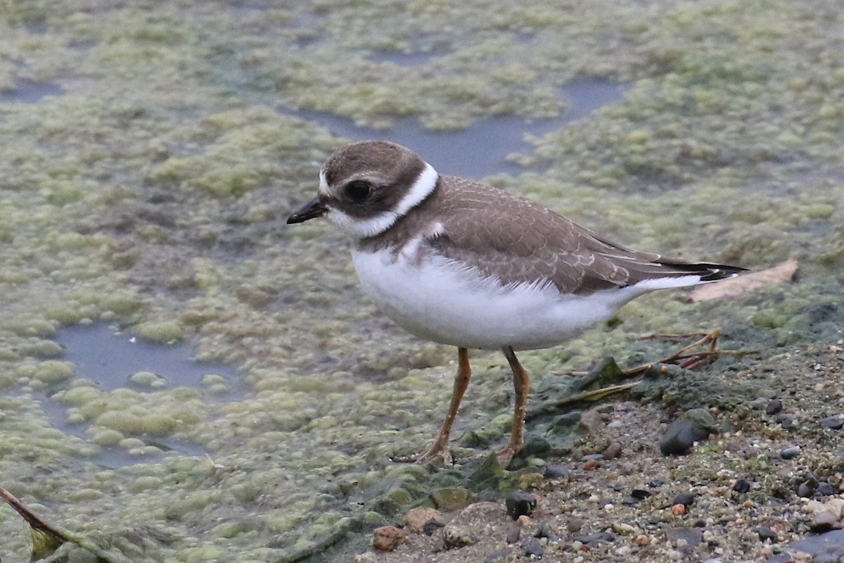 Semipalmated Plover - ML477144171