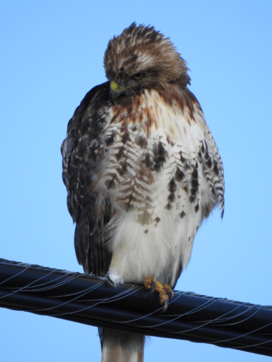 Red-tailed Hawk - Johanne Poirier