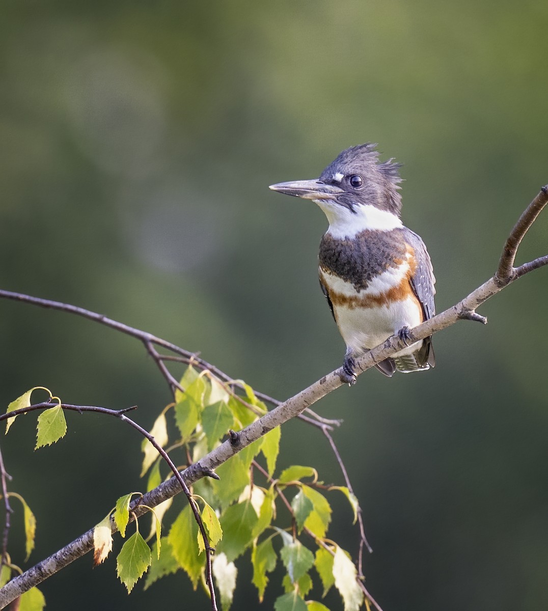 Belted Kingfisher - ML477148631