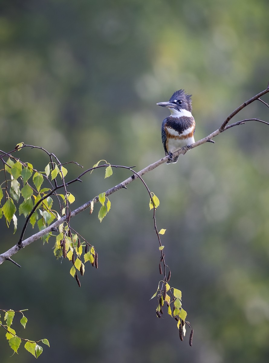 Belted Kingfisher - ML477148641