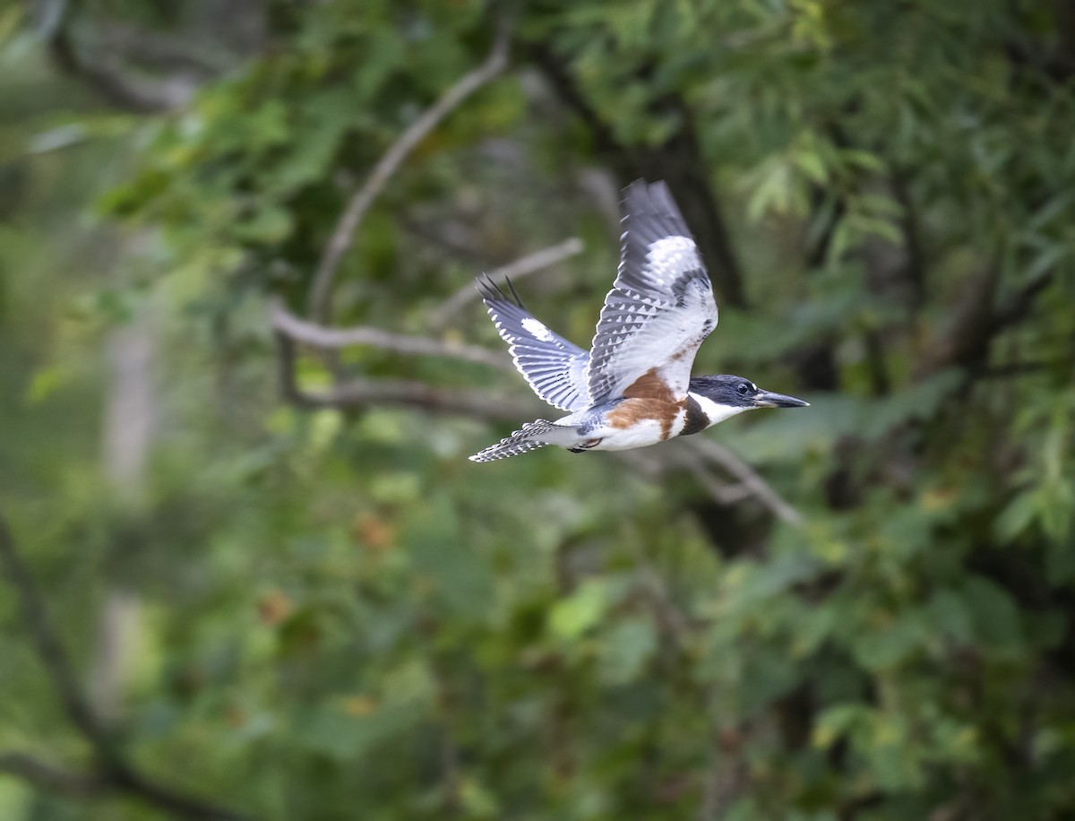 Belted Kingfisher - ML477148651
