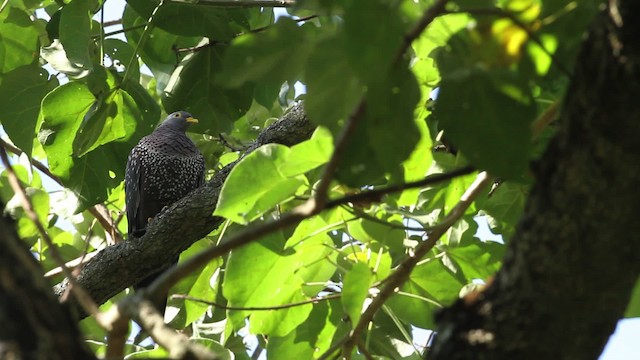 holub olivový - ML477150
