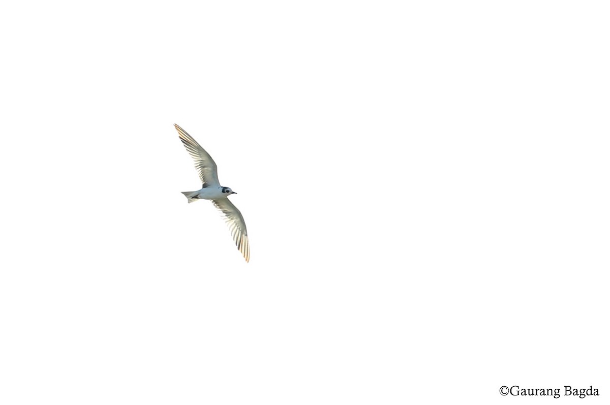 White-winged Tern - Gaurang Bagda