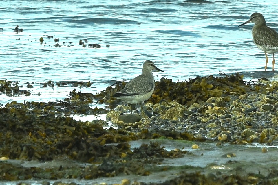 Red Knot - ML477154901
