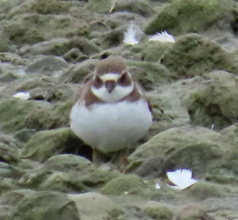 Semipalmated Plover - ML477156031