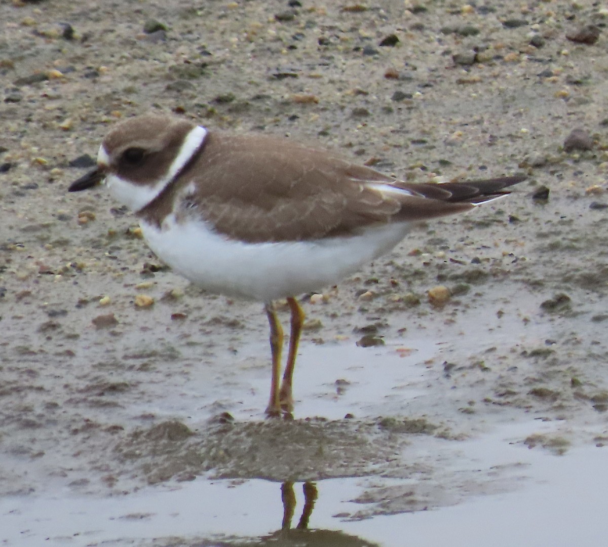 Semipalmated Plover - ML477156061