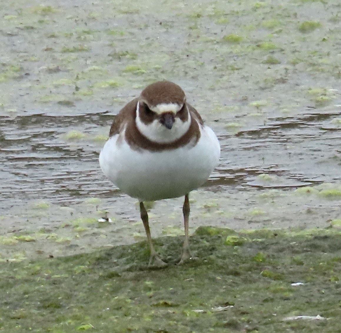 Semipalmated Plover - ML477156111