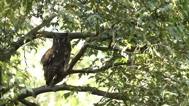 Verreaux's Eagle-Owl - ML477157