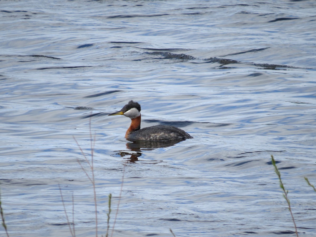 Red-necked Grebe - ML477164021