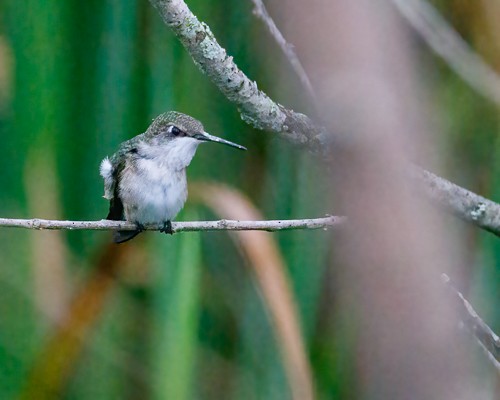 Ruby-throated Hummingbird - Violet Aubertin