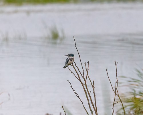 Belted Kingfisher - ML477165761