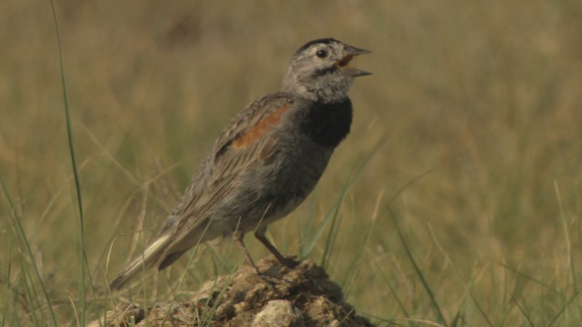 Thick-billed Longspur - ML477169