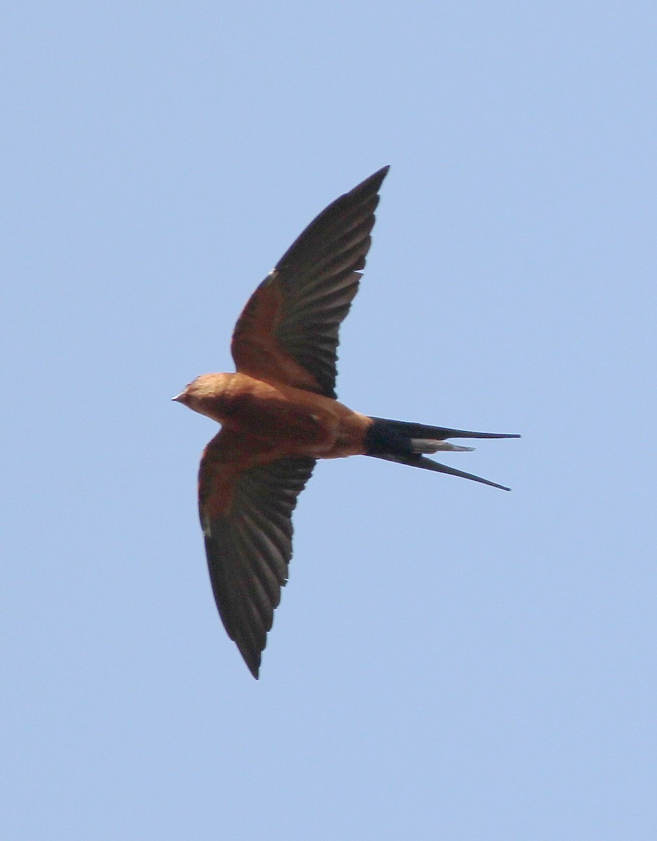 Rufous-bellied Swallow - ML47717151