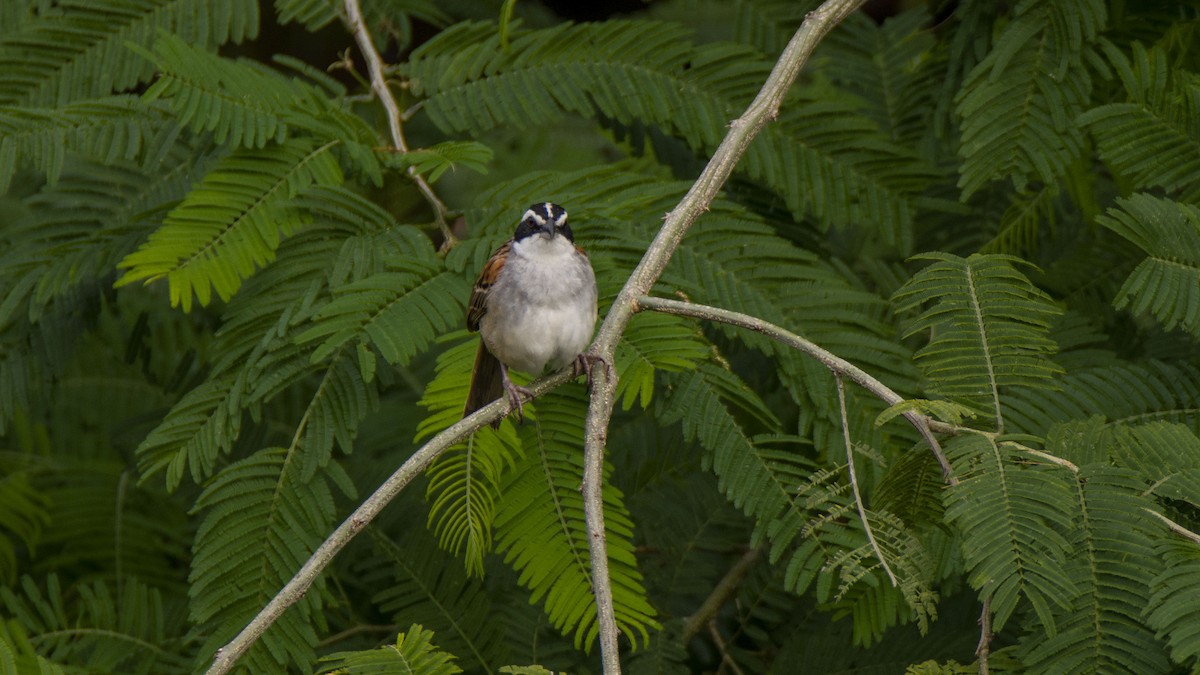 Stripe-headed Sparrow - ML477171821