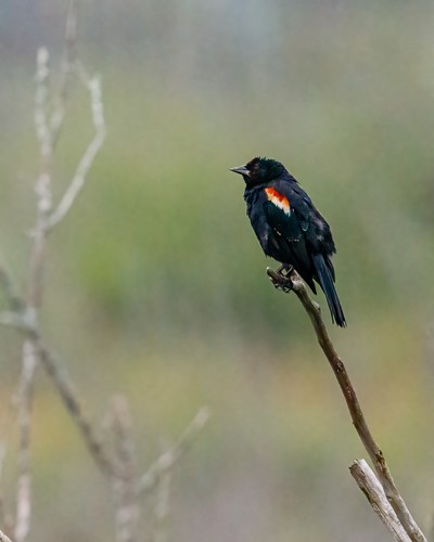 Red-winged Blackbird - Violet Aubertin