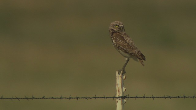 Burrowing Owl (Western) - ML477172