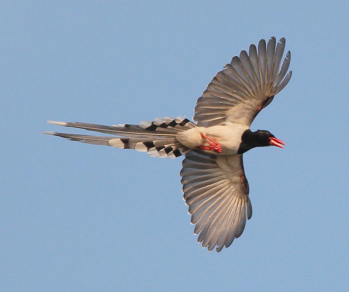 Red-billed Blue-Magpie - Neoh Hor Kee