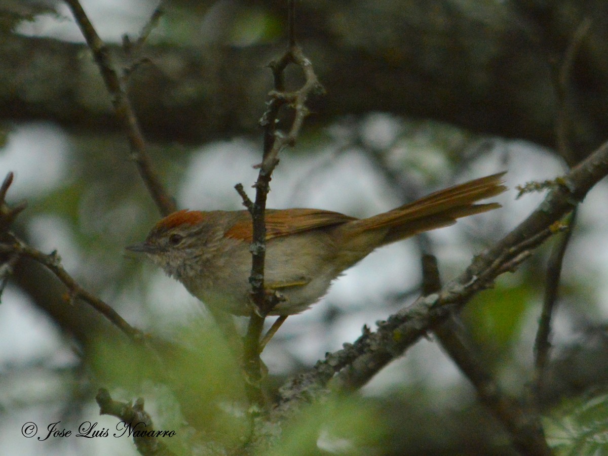 Sooty-fronted Spinetail - ML47717481