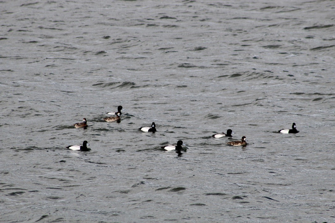 Greater Scaup - ML477174931