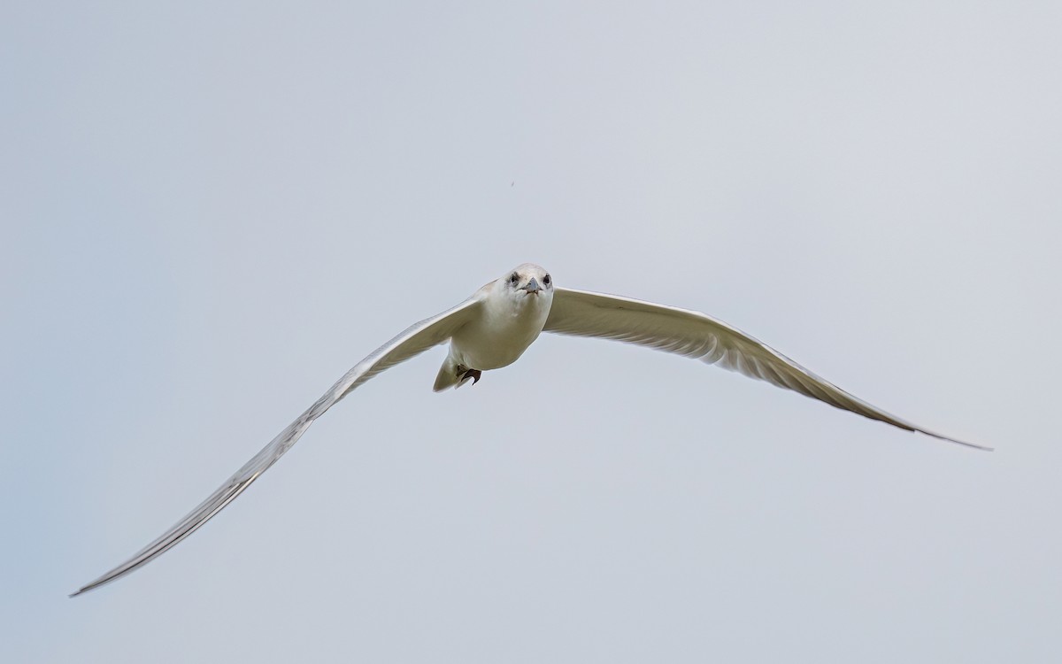 Gull-billed Tern - Wouter Van Gasse