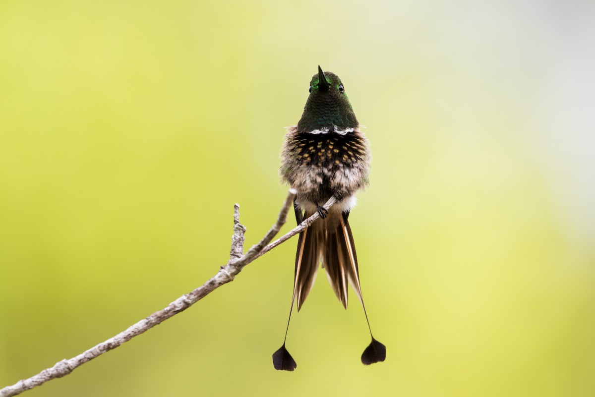 kolibřík pálkoocasý - ML477176021