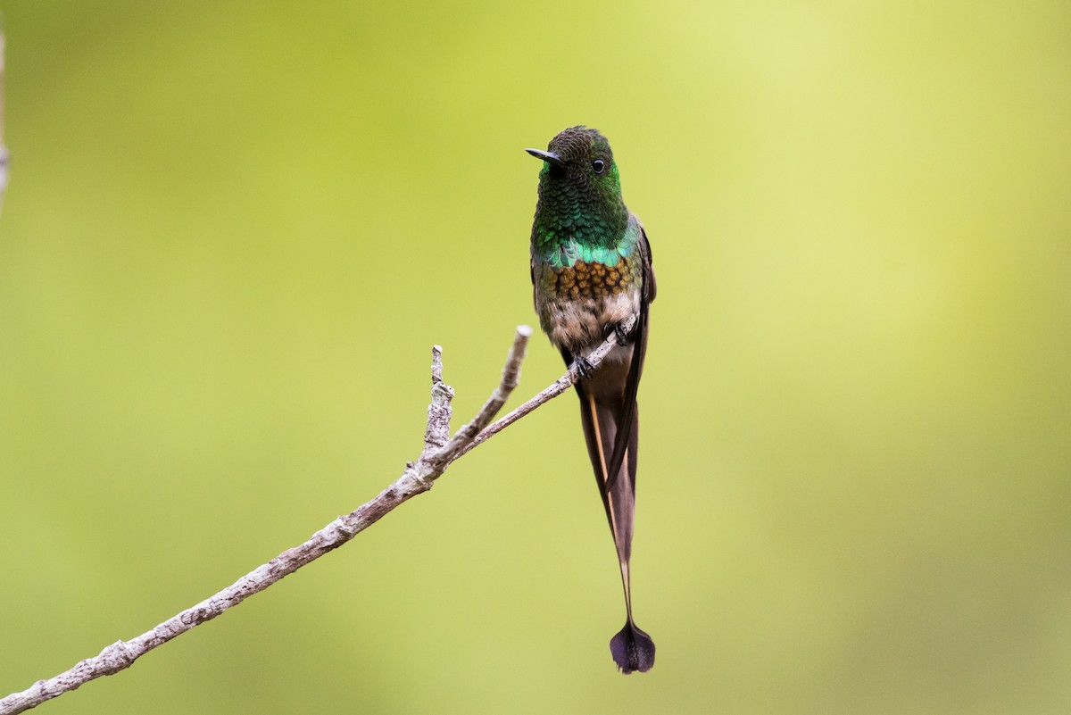 kolibřík pálkoocasý - ML477176041