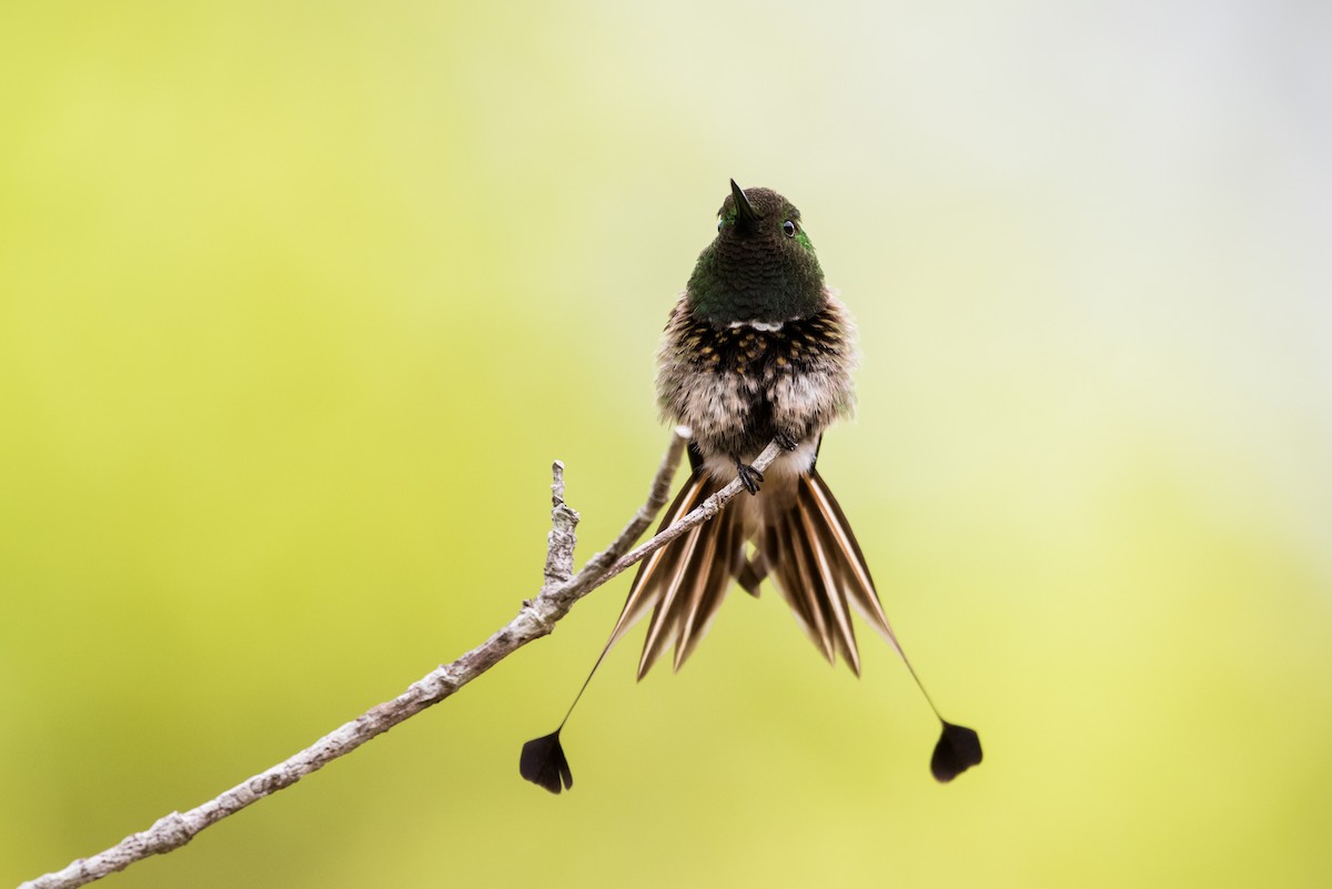 kolibřík pálkoocasý - ML477176051