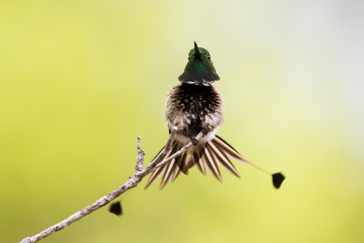 kolibřík pálkoocasý - ML477176081