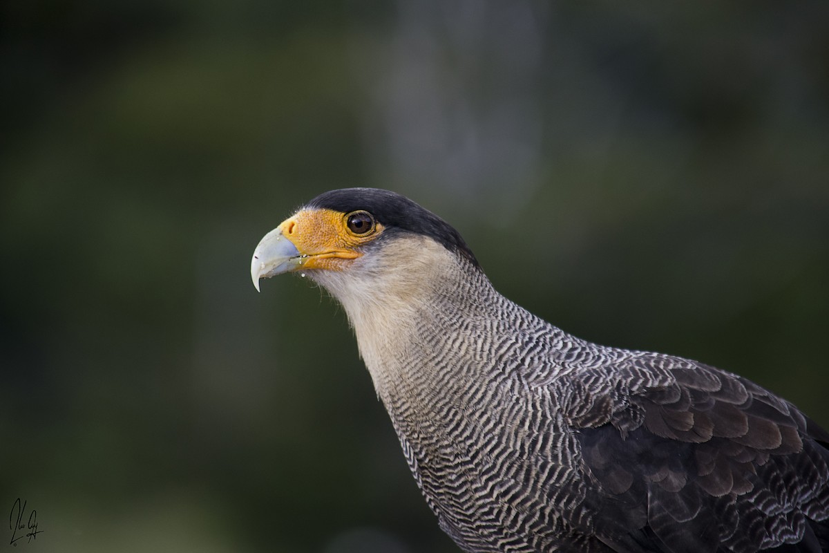 Crested Caracara (Southern) - ML47717611