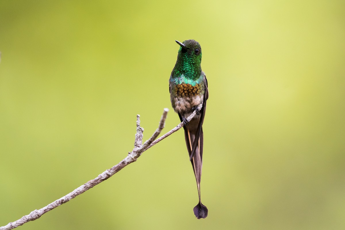 kolibřík pálkoocasý - ML477176121