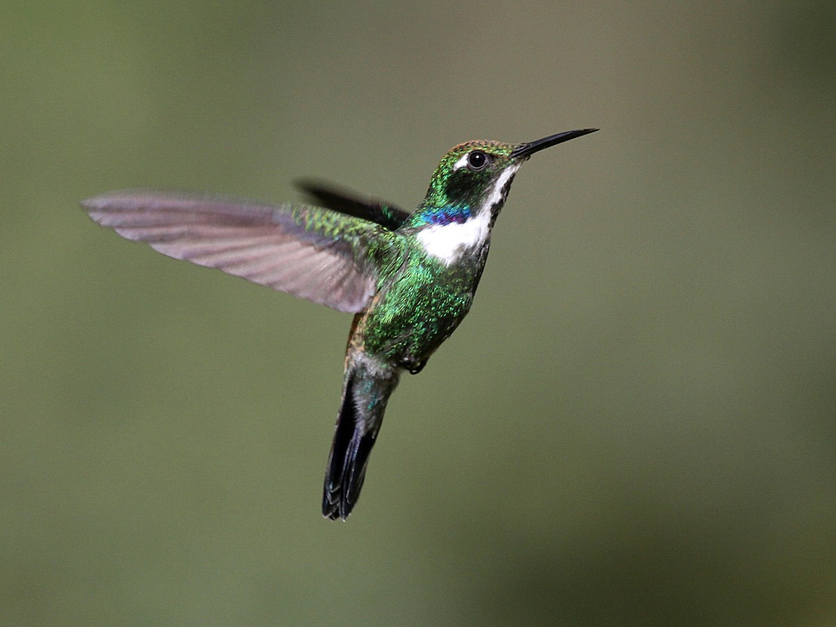 Geoffroy's Daggerbill - Schistes geoffroyi - Birds of the World