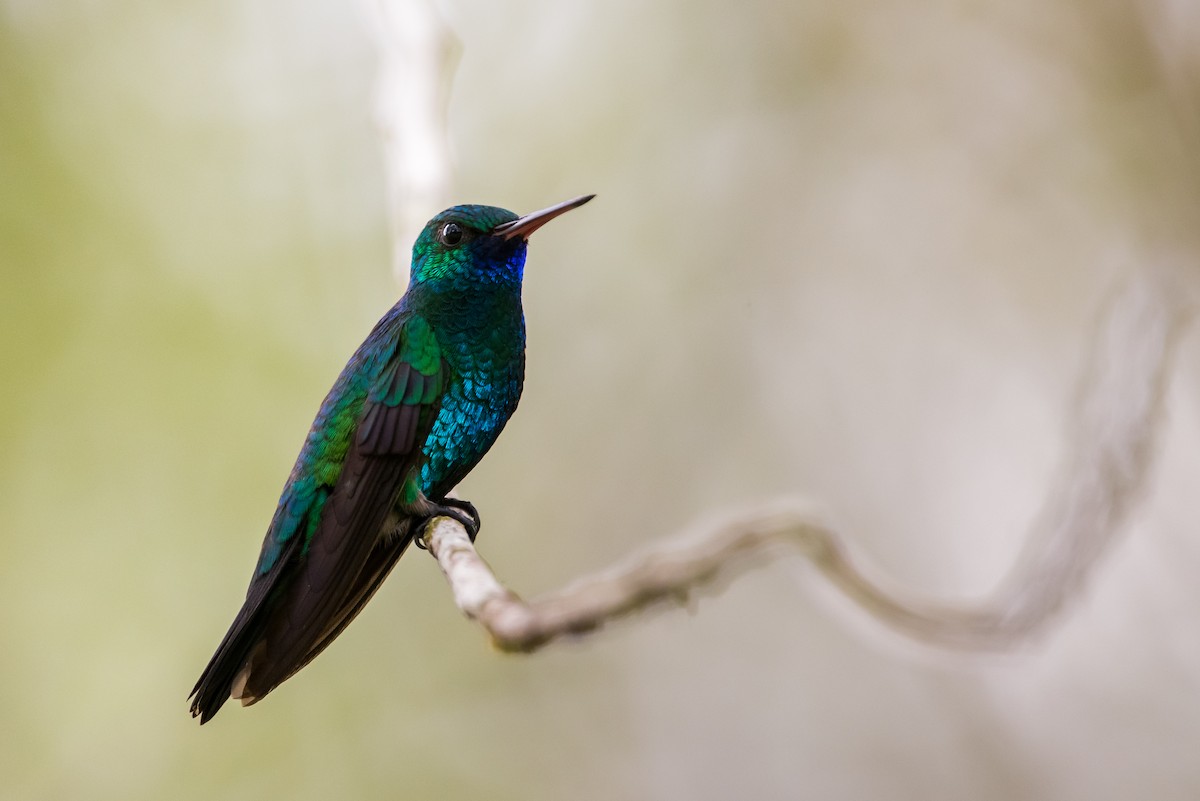 kolibřík modrobradý - ML477176811