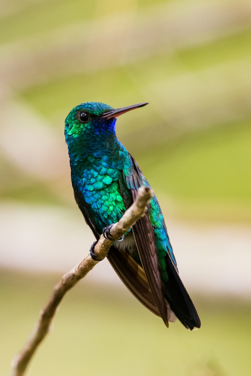 kolibřík modrobradý - ML477177361