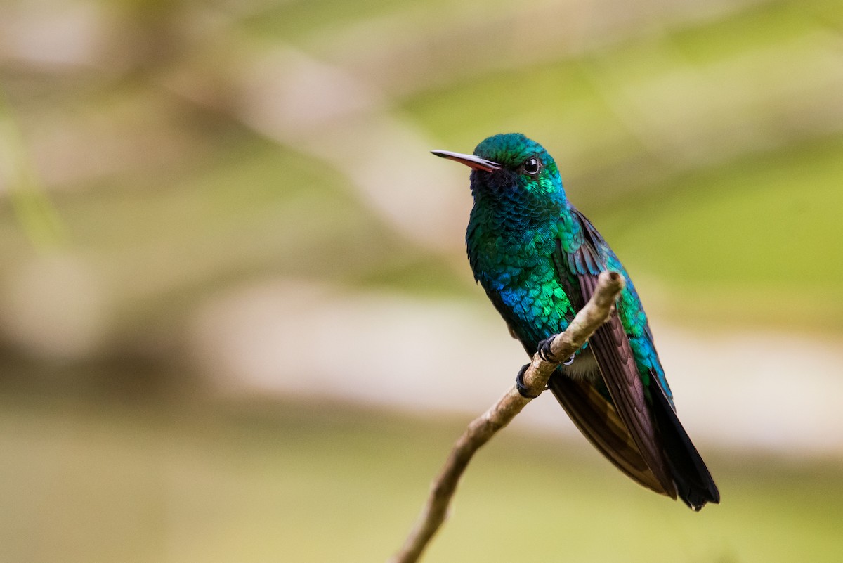 kolibřík modrobradý - ML477177381