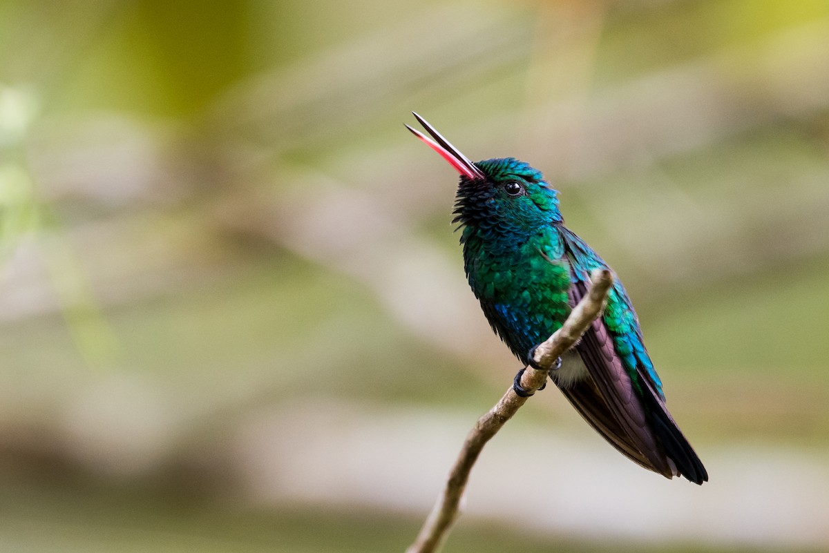 kolibřík modrobradý - ML477177691