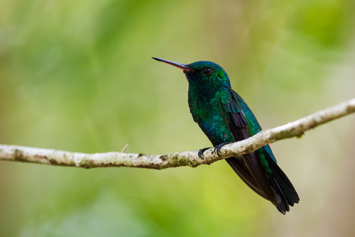 kolibřík modrobradý - ML477177931