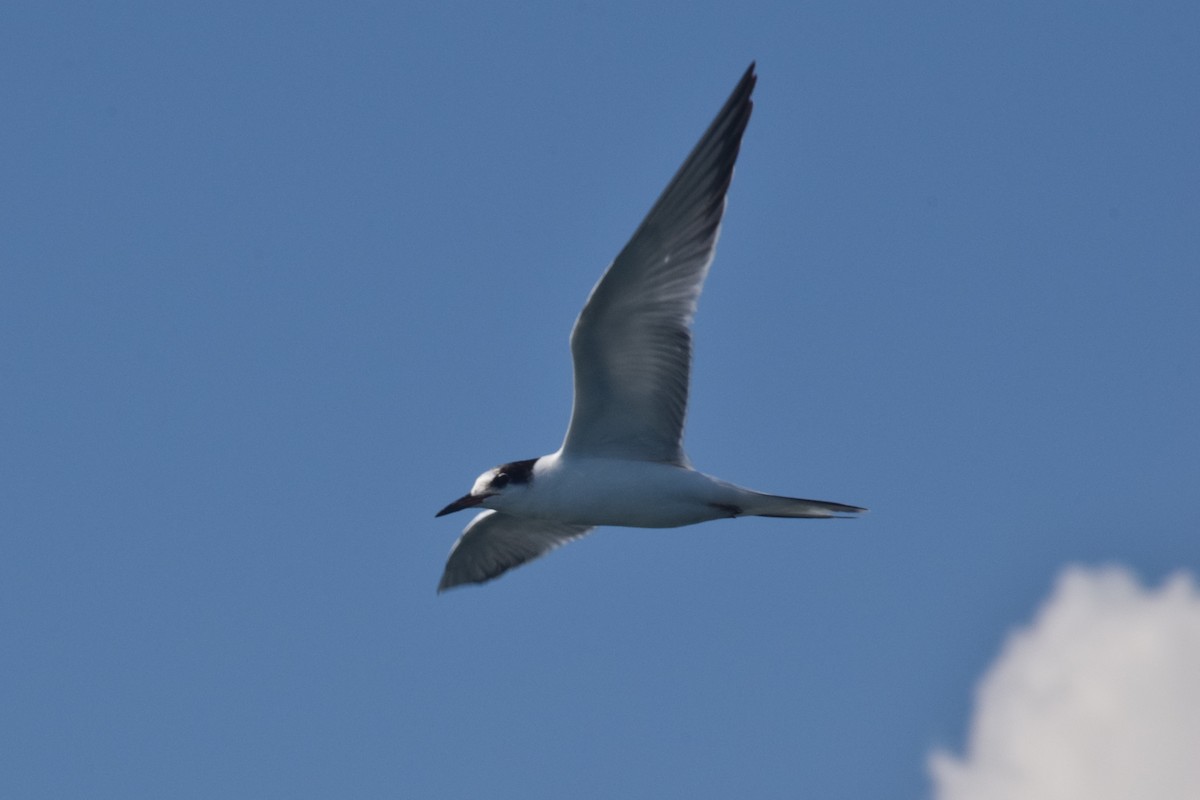 Common Tern - ML477179511