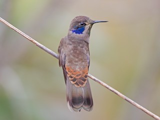  - Brown Violetear