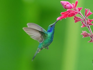  - Mexican Violetear