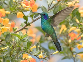  - Lesser Violetear