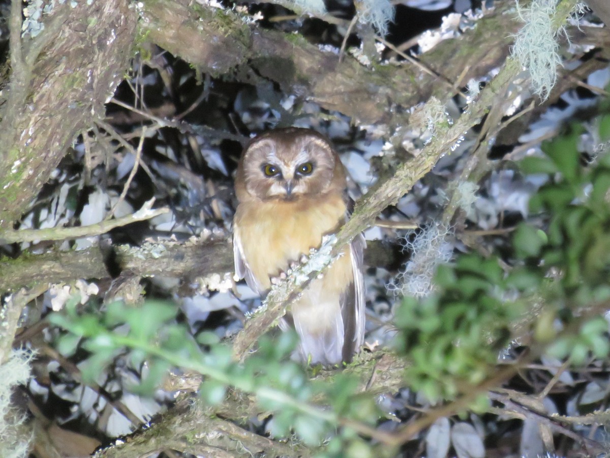 Unspotted Saw-whet Owl - ML47719011