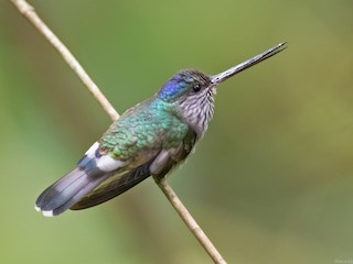  - Tooth-billed Hummingbird