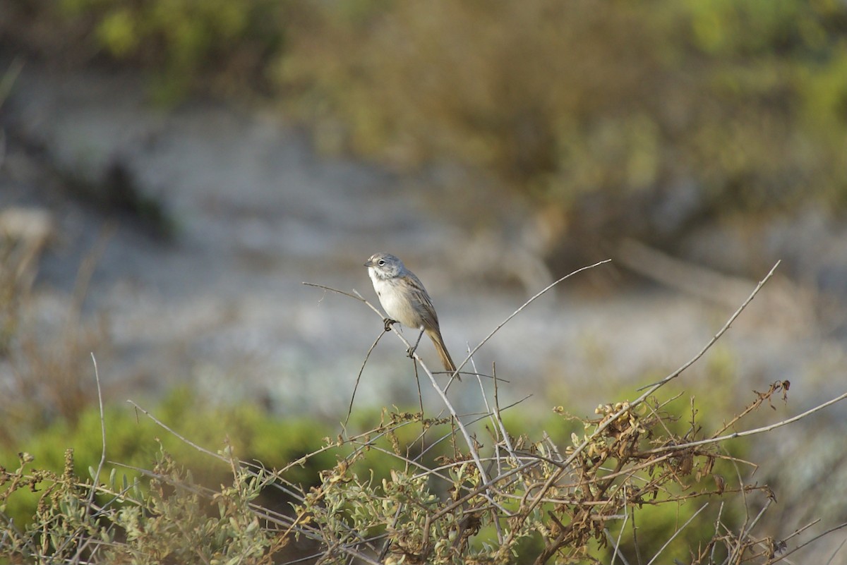 Bell's Sparrow (cinerea) - ML477200191