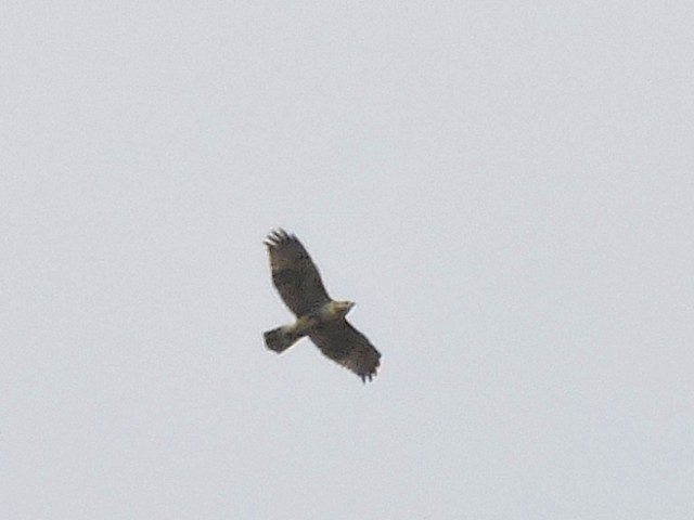 Red-tailed Hawk - ML477203411